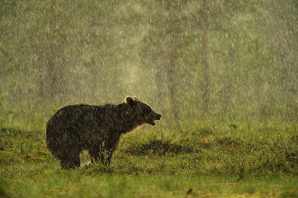 Bear in rain